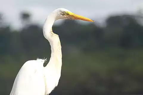 Image of Great Egret