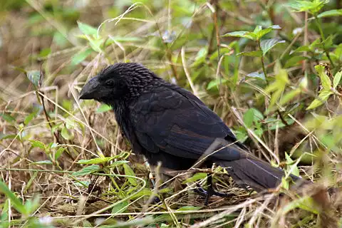 Image of Smooth-billed Ani