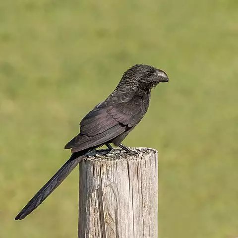 Image of Smooth-billed Ani