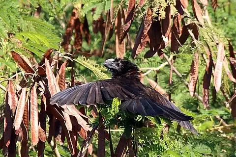 Image of Smooth-billed Ani