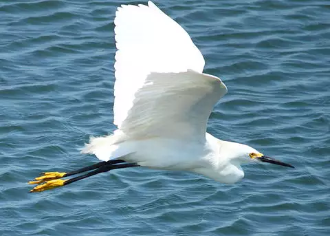 Image of Snowy Egret