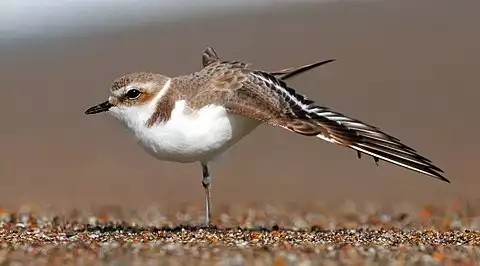 Image of Snowy Plover