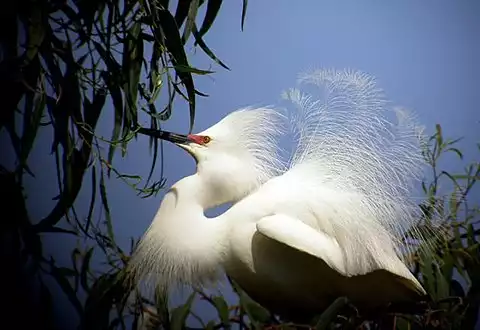 Image of Snowy Egret