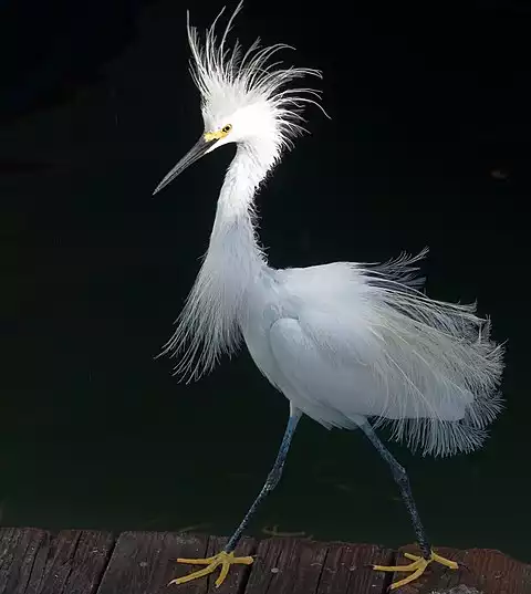 Image of Snowy Egret