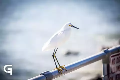 Image of Snowy Egret