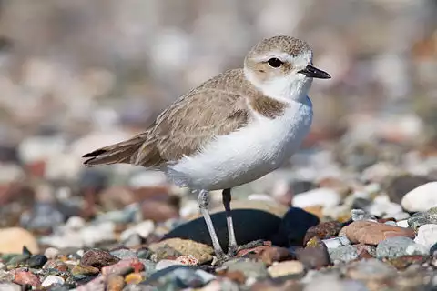 Image of Snowy Plover