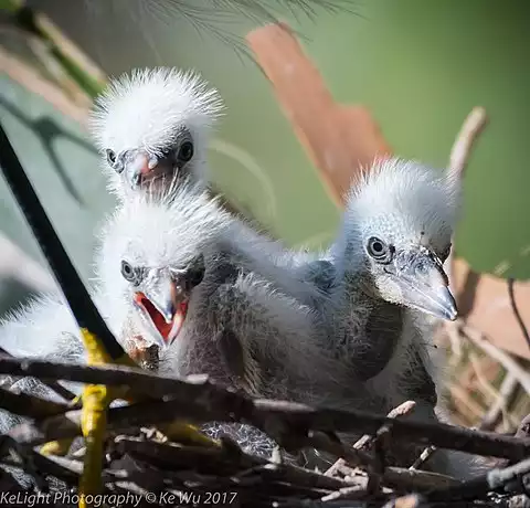 Image of Snowy Egret