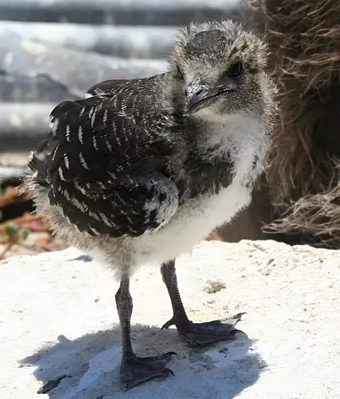 Image of Sooty Tern