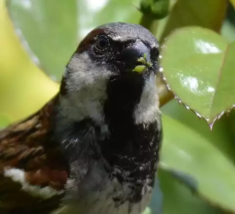 Image of House Sparrow