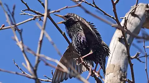 Image of European Starling