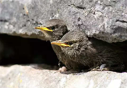 Image of European Starling