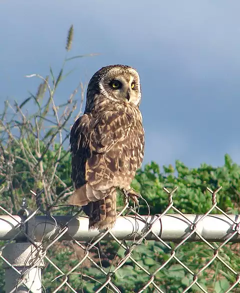 Image of Short-eared Owl