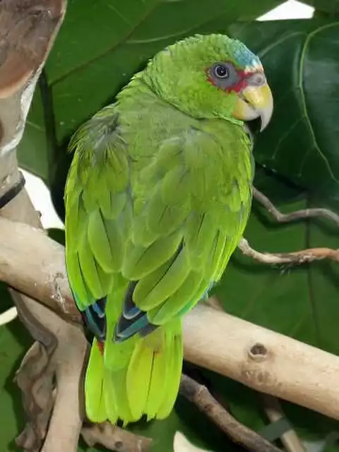 Image of White-fronted Parrot