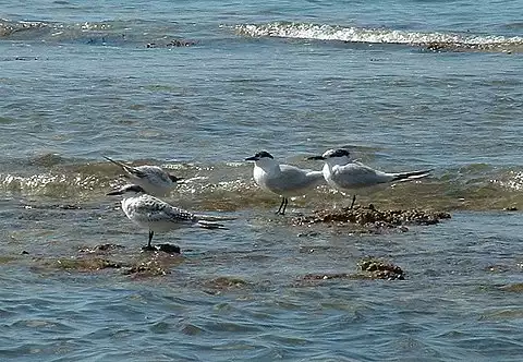 Image of Sandwich Tern