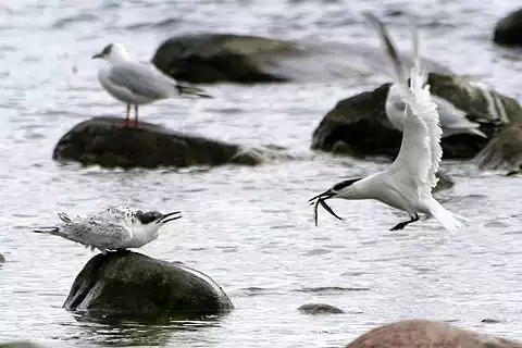 Image of Sandwich Tern