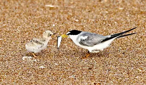 Image of Least Tern