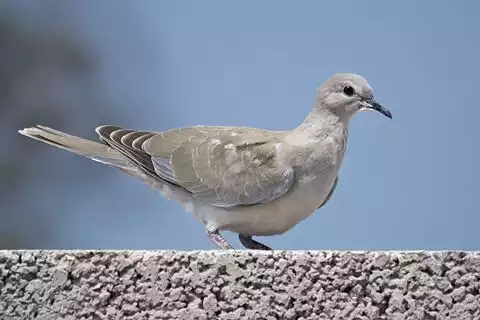 Image of Eurasian Collared-Dove