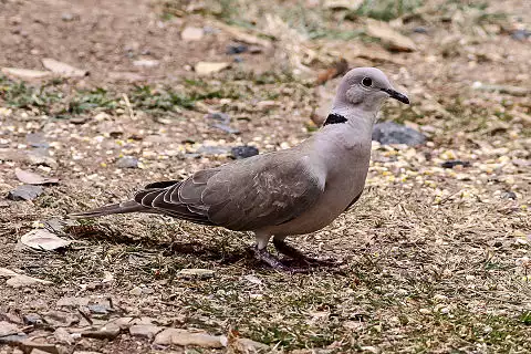 Image of African Collared-Dove