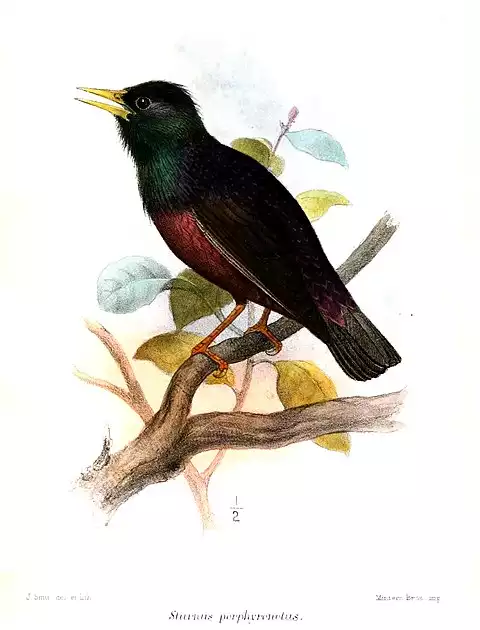 Image of European Starling