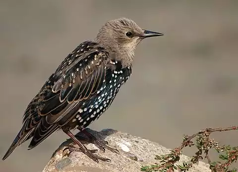 Image of European Starling