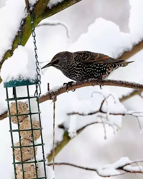 Image of European Starling