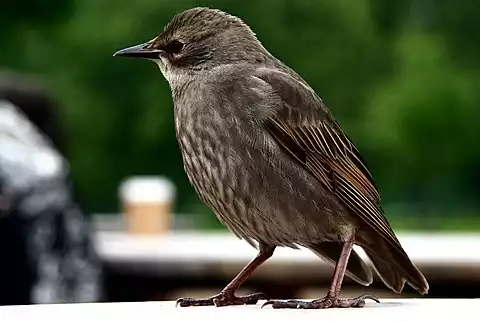 Image of European Starling