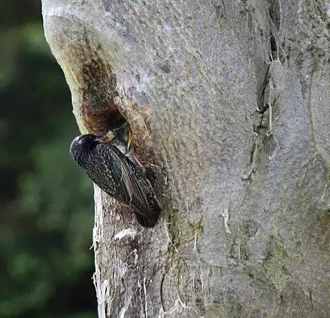 Image of European Starling