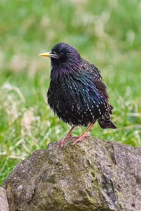 Image of European Starling