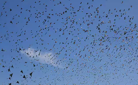 Image of European Starling