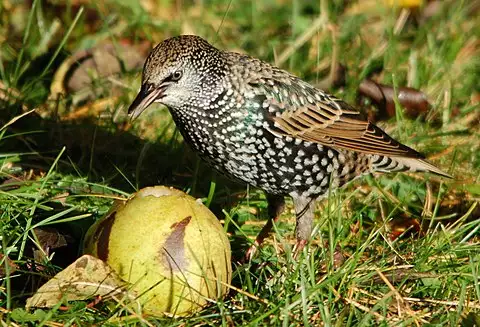 Image of European Starling