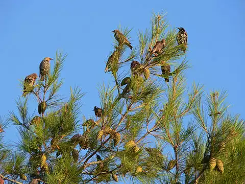 Image of European Starling