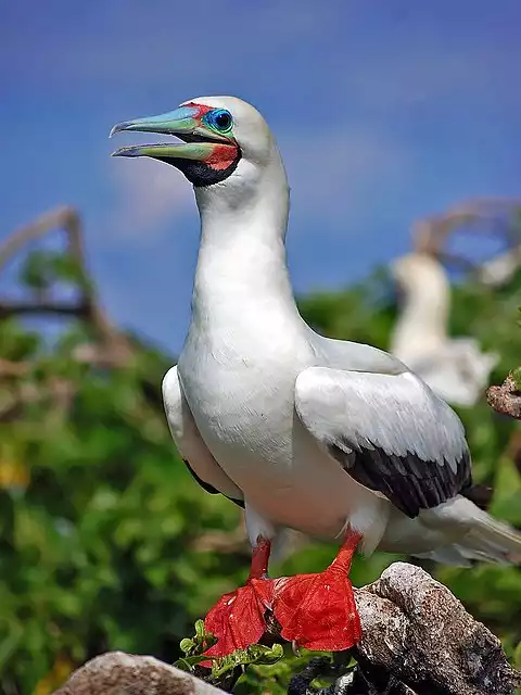 Image of Red-footed Booby