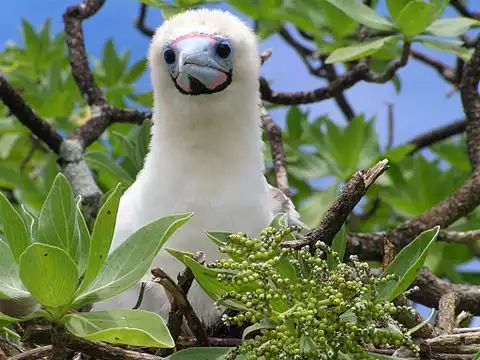 Image of Red-footed Booby