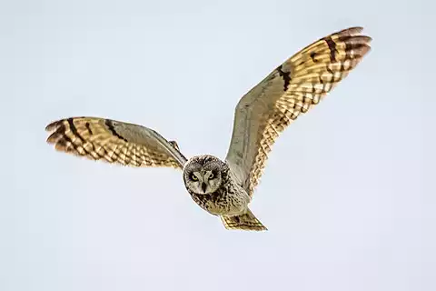 Image of Short-eared Owl