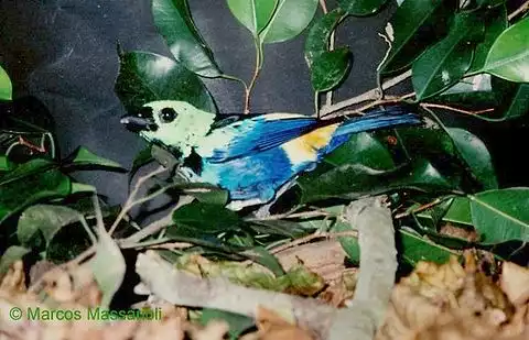 Image of Puerto Rican Bullfinch