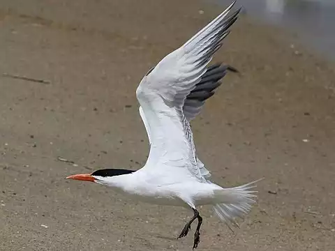 Image of Royal Tern