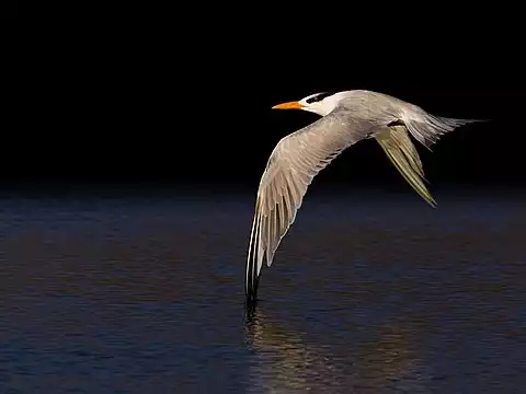 Image of Royal Tern