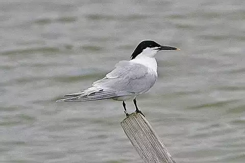 Image of Sandwich Tern