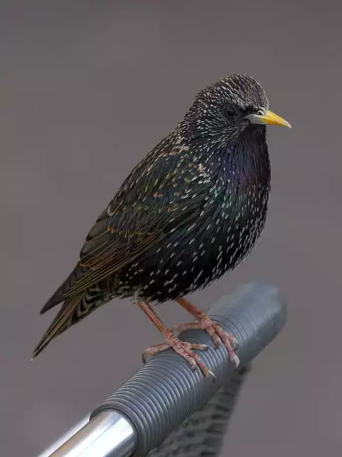 Image of European Starling