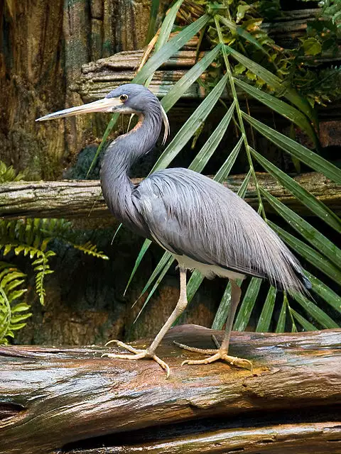 Image of Tricolored Heron