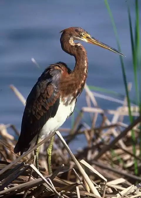 Image of Tricolored Heron