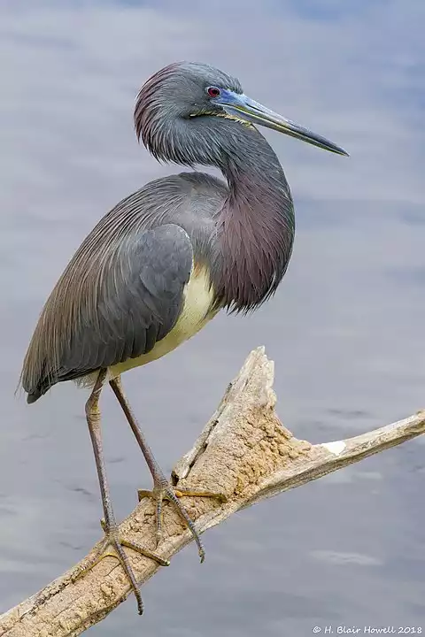 Image of Tricolored Heron