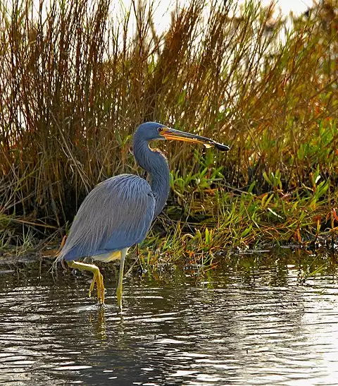 Image of Tricolored Heron