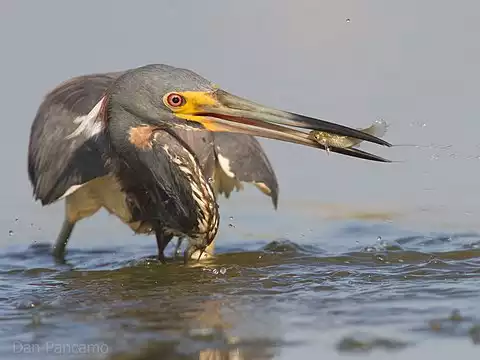 Image of Tricolored Heron