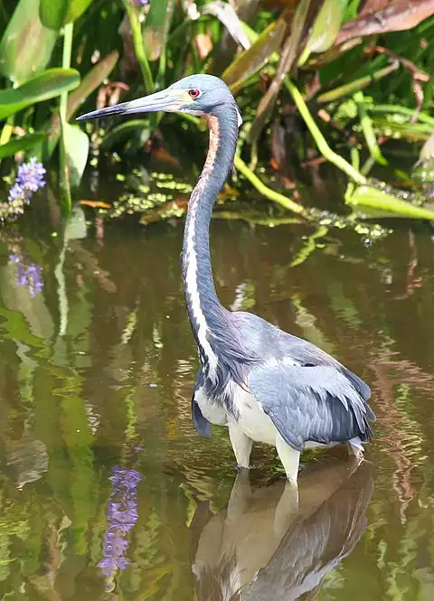 Image of Tricolored Heron