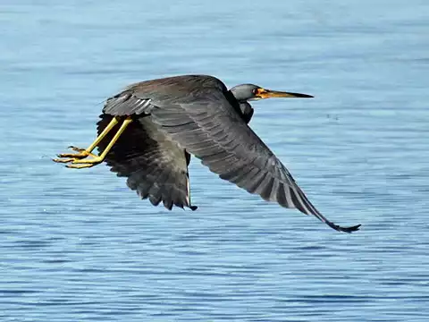 Image of Tricolored Heron