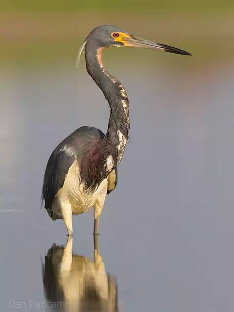 Image of Tricolored Heron