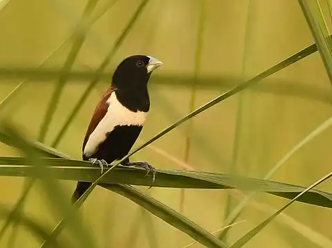 Image of Tricolored Munia