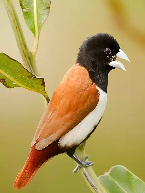 Image of Tricolored Munia