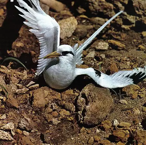 Image of White-tailed Tropicbird